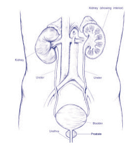 Bladder Neck Incision (B.N.I.) and Urethrotomy