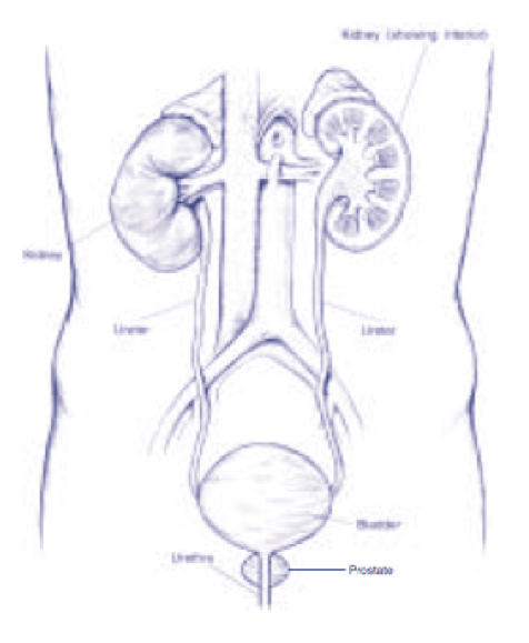 Bladder Neck Incision (B.N.I.) and Urethrotomy