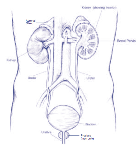 Nephrectomy Our Services Urology Bay Of Plenty