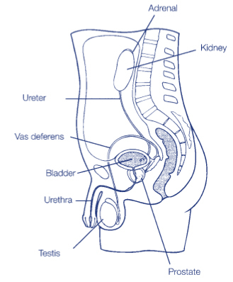 Orchidopexy Our Services Urology Bay of Plenty